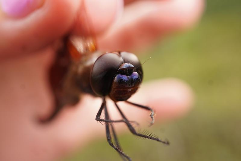 Photo of Carolina Saddlebags