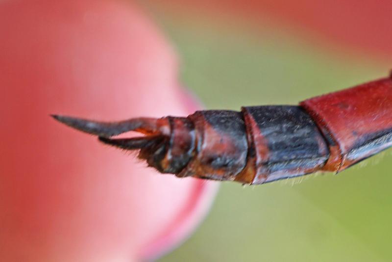 Photo of Carolina Saddlebags