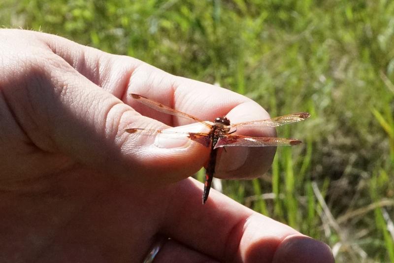 Photo of Calico Pennant