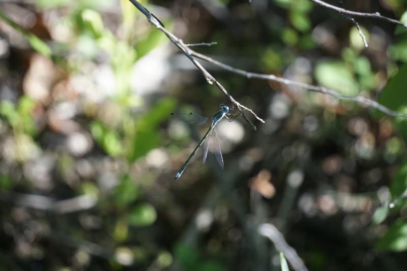 Photo of Emerald Spreadwing