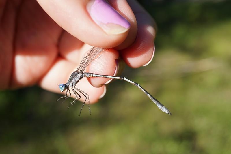 Photo of Southern Spreadwing