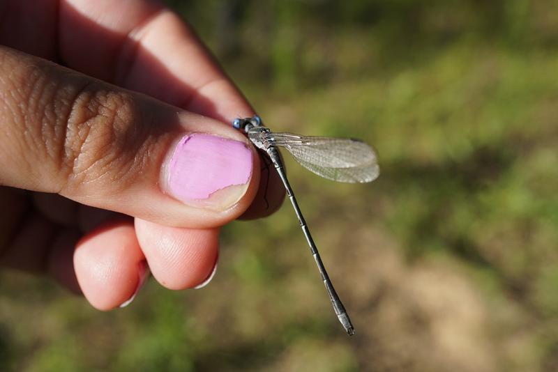 Photo of Southern Spreadwing