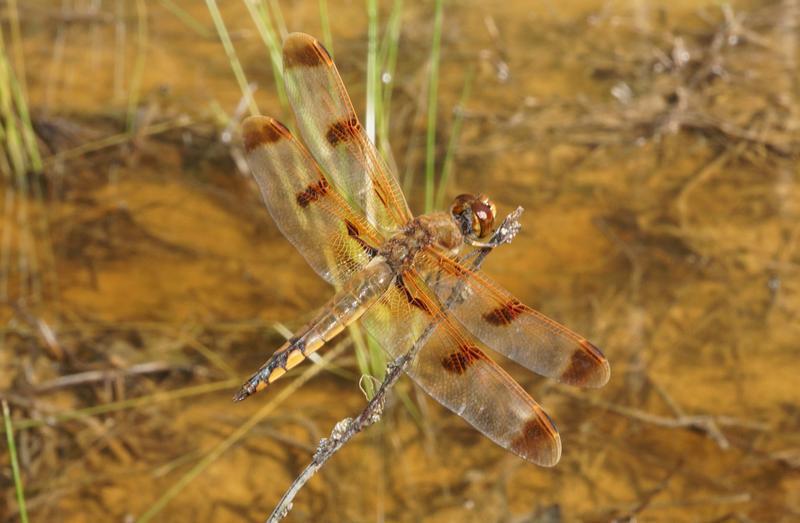 Photo of Painted Skimmer