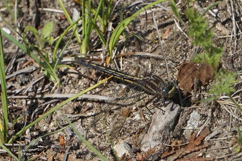 Photo of Dusky Clubtail