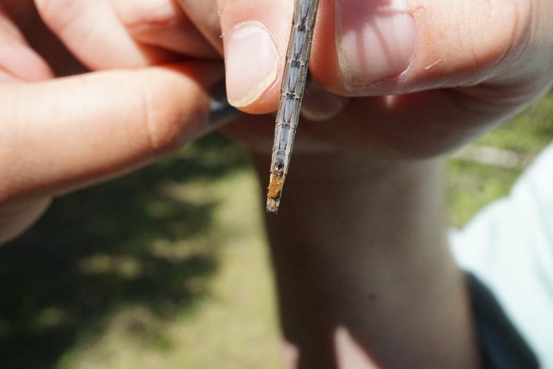 Photo of Dusky Clubtail