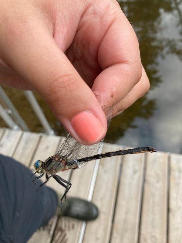 Photo of Horned Clubtail