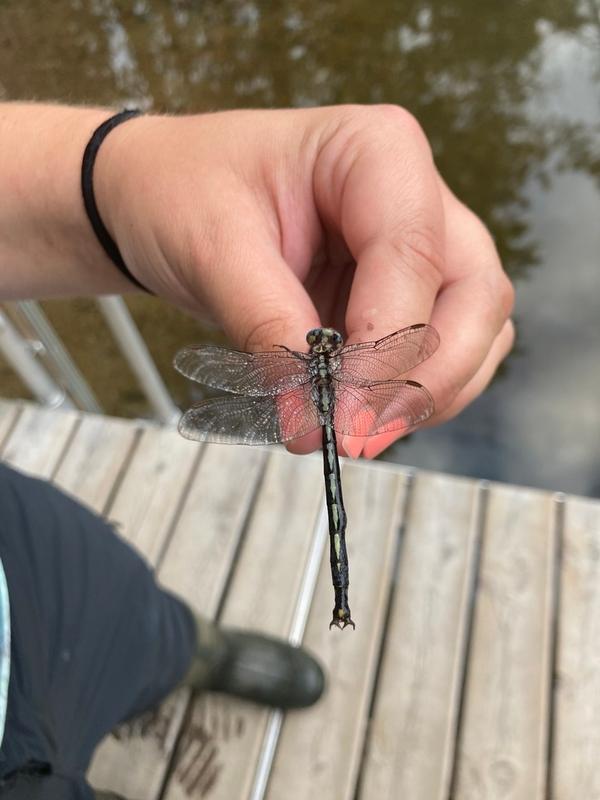 Photo of Horned Clubtail