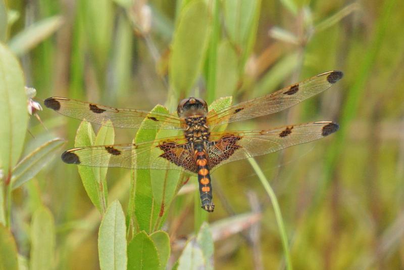 Photo of Calico Pennant