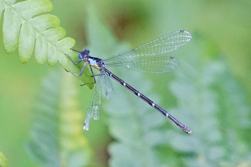 Photo of Aurora Damsel