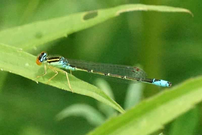 Photo of Rainbow Bluet