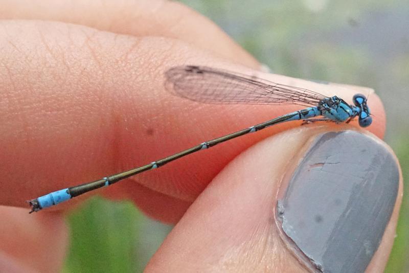 Photo of Slender Bluet