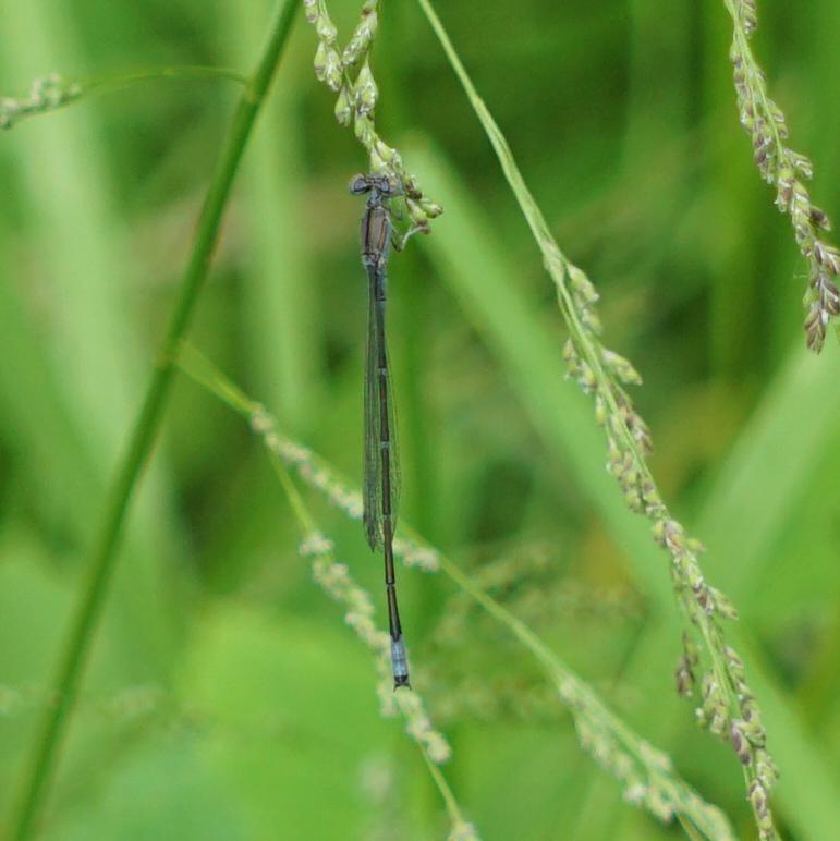 Photo of Slender Bluet