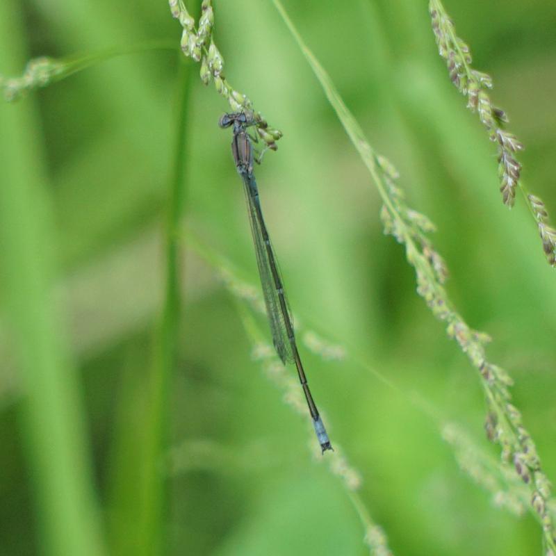 Photo of Slender Bluet