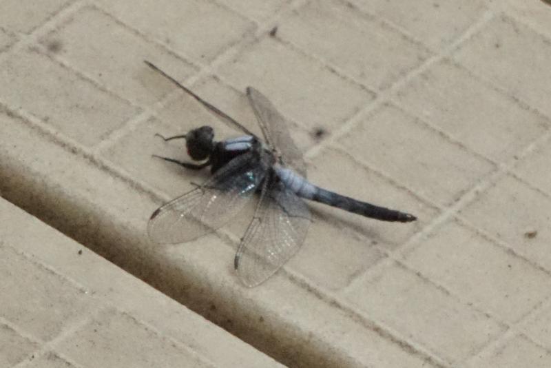 Photo of Chalk-fronted Corporal