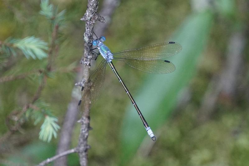 Photo of Amber-winged Spreadwing