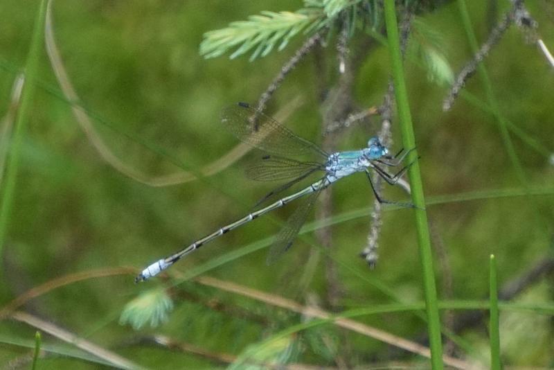 Photo of Amber-winged Spreadwing