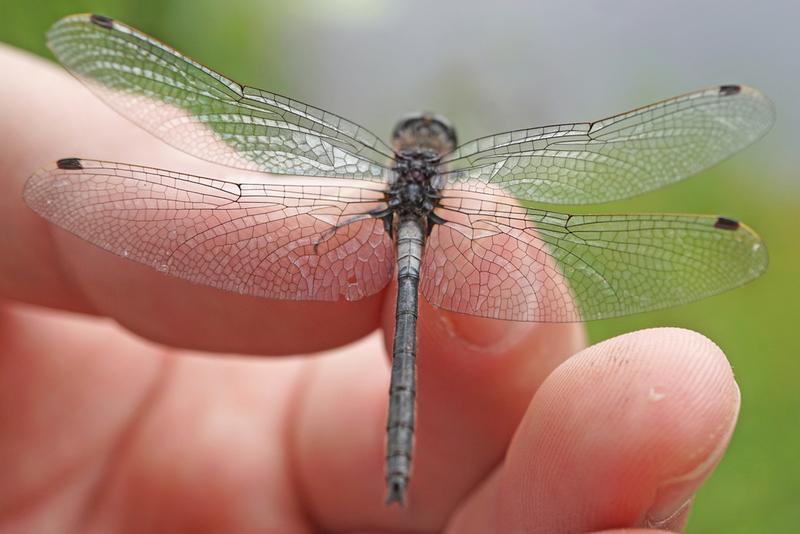 Photo of Belted Whiteface