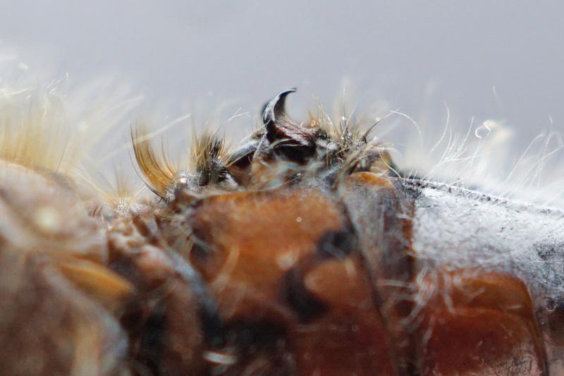 Photo of Belted Whiteface