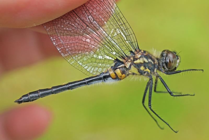 Photo of Crimson-ringed Whiteface