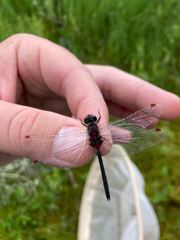 Photo of Crimson-ringed Whiteface