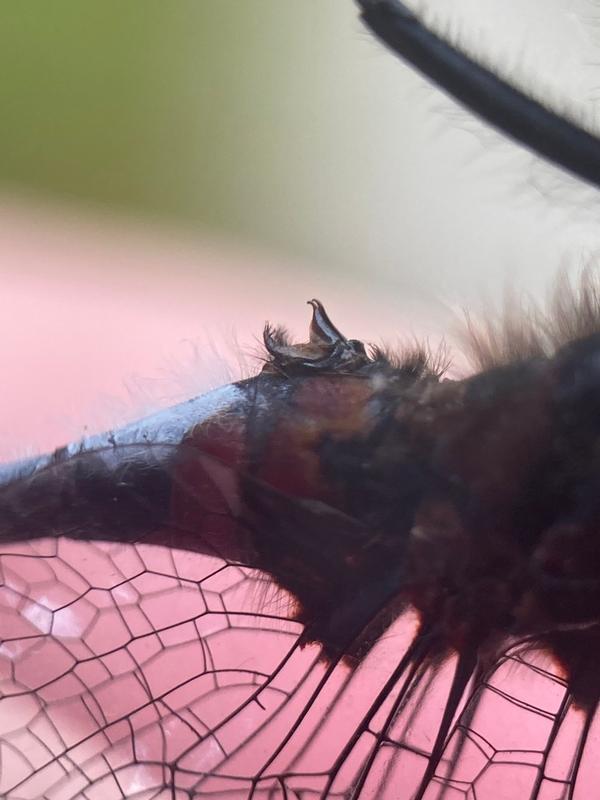 Photo of Crimson-ringed Whiteface