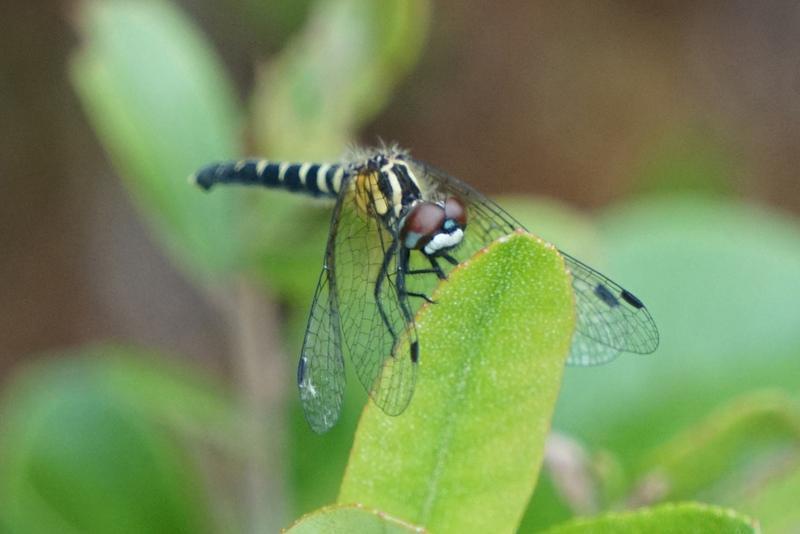 Photo of Elfin Skimmer