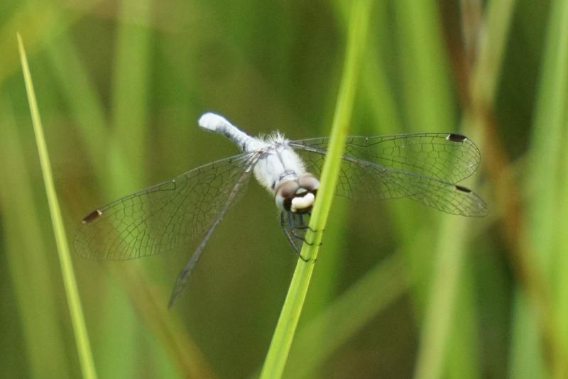 Photo of Elfin Skimmer