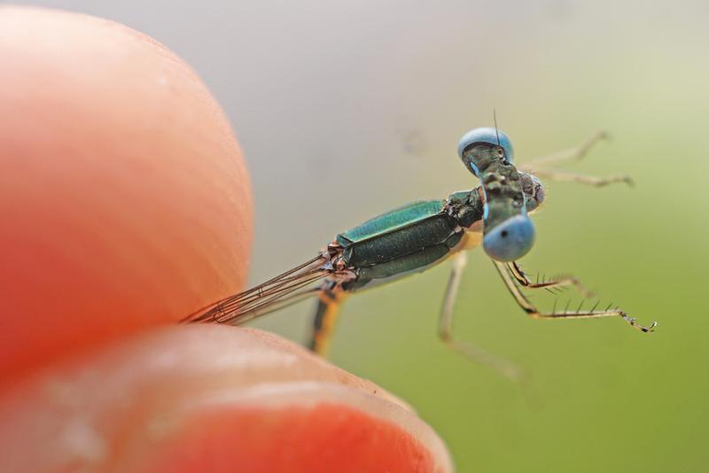 Photo of Sphagnum Sprite