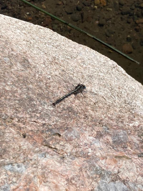 Photo of Horned Clubtail