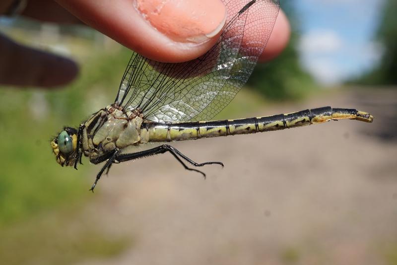 Photo of Lilypad Clubtail