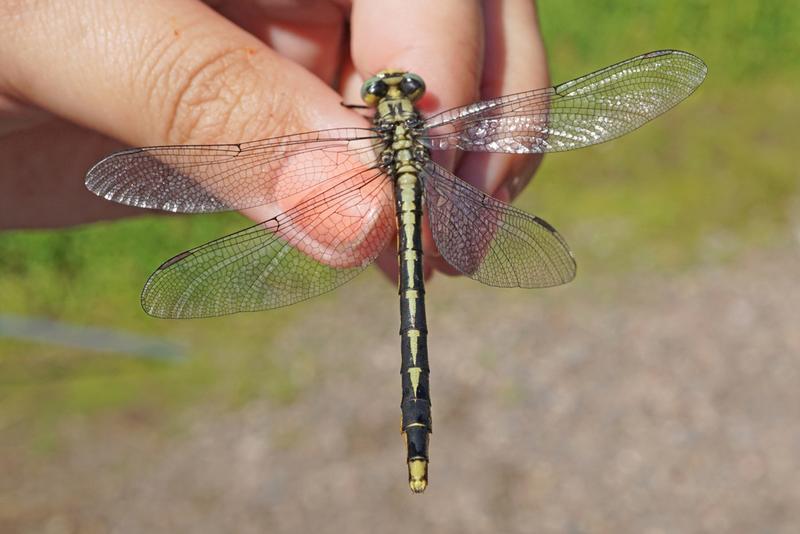 Photo of Lilypad Clubtail