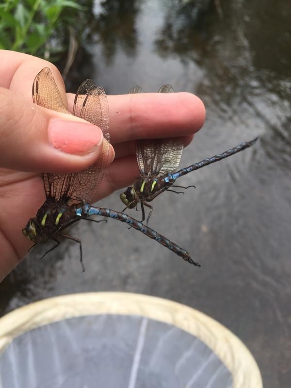 Photo of Springtime Darner