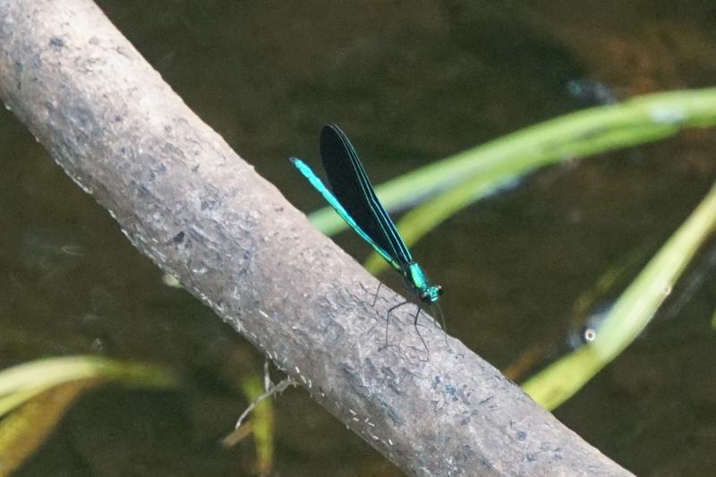 Photo of Ebony Jewelwing