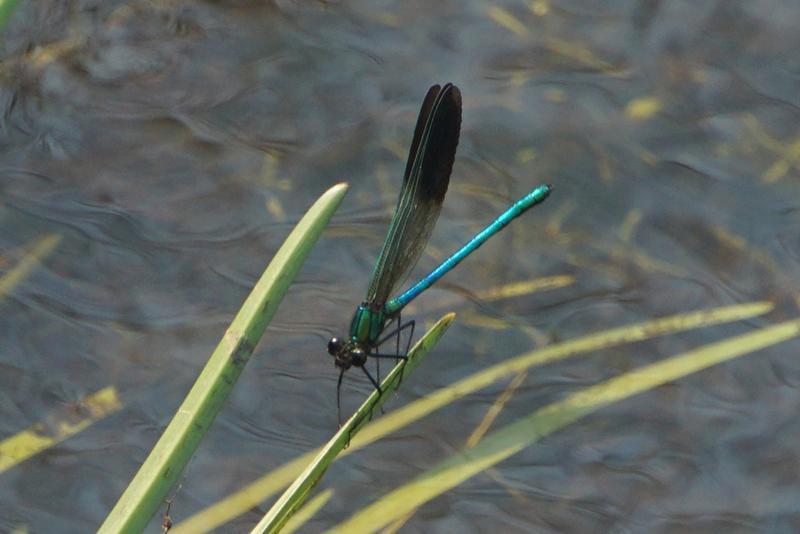Photo of River Jewelwing