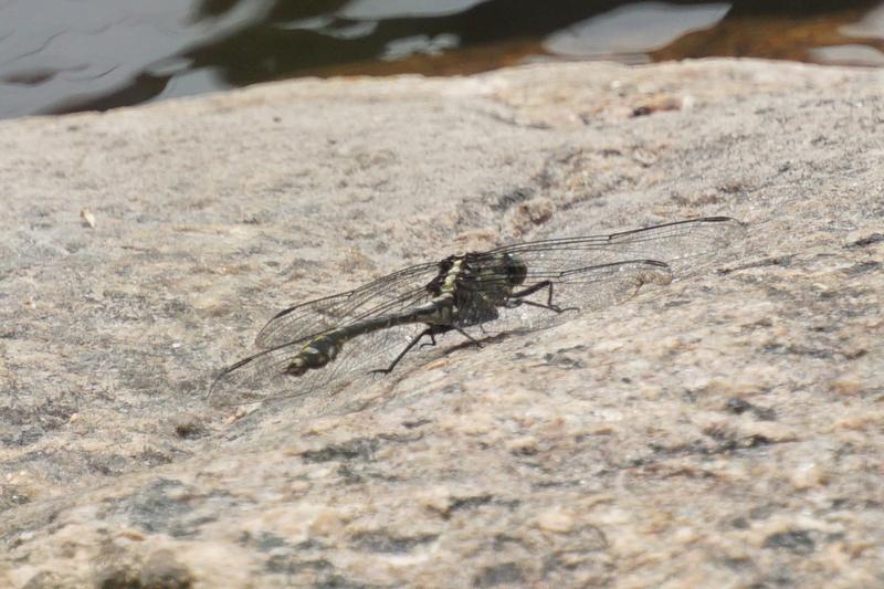 Photo of Black-shouldered Spinyleg