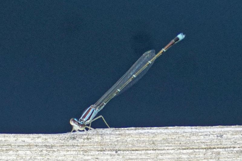 Photo of Orange Bluet