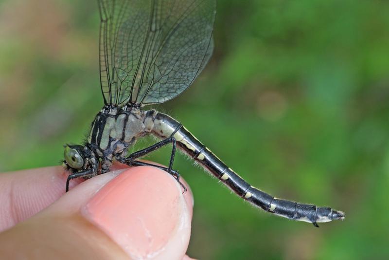 Photo of Mustached Clubtail