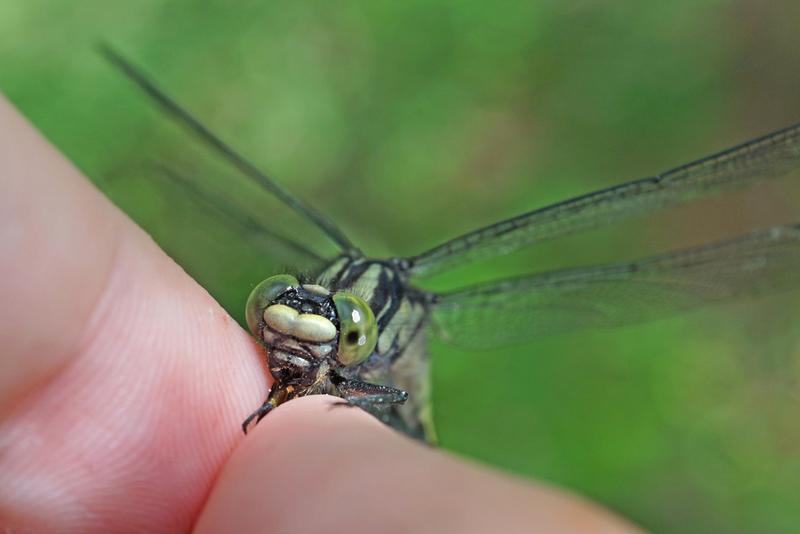 Photo of Mustached Clubtail