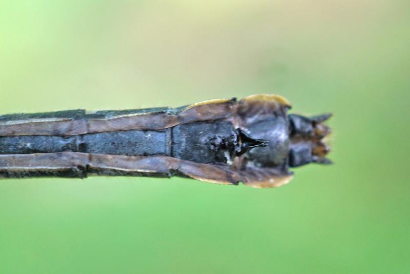 Photo of Mustached Clubtail