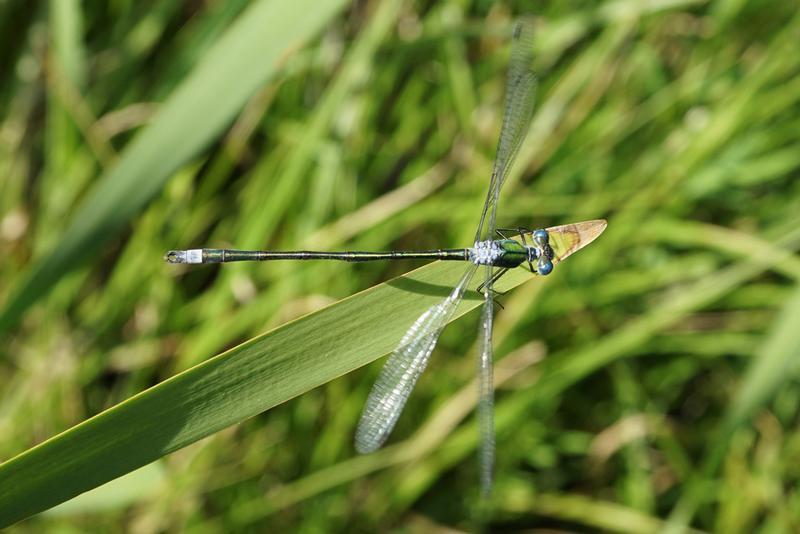 Photo of Elegant Spreadwing