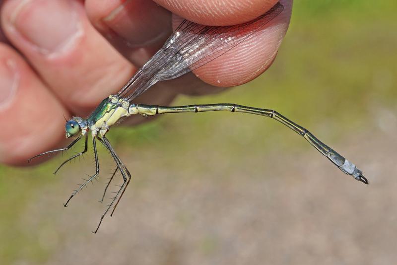 Photo of Elegant Spreadwing