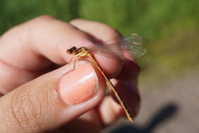 Photo of Northern Spreadwing