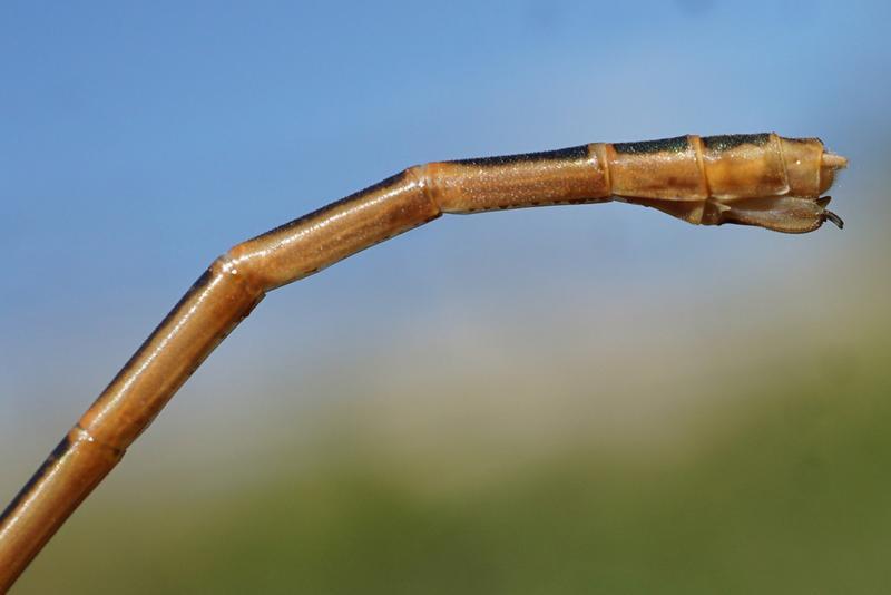 Photo of Northern Spreadwing