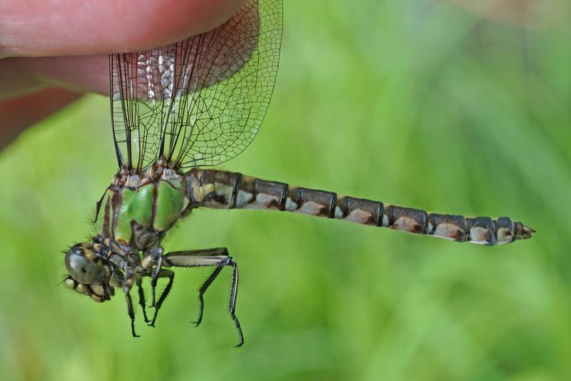 Photo of Boreal Snaketail