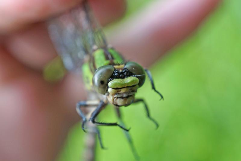 Photo of Boreal Snaketail