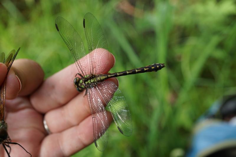 Photo of Boreal Snaketail