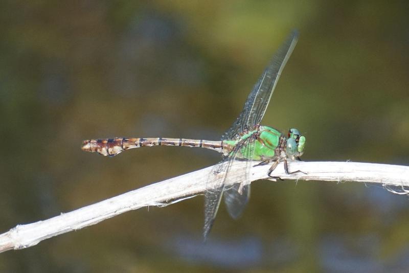 Photo of Rusty Snaketail