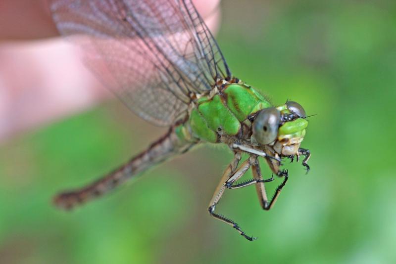 Photo of Rusty Snaketail