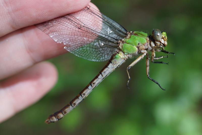 Photo of Rusty Snaketail