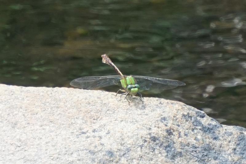 Photo of Rusty Snaketail